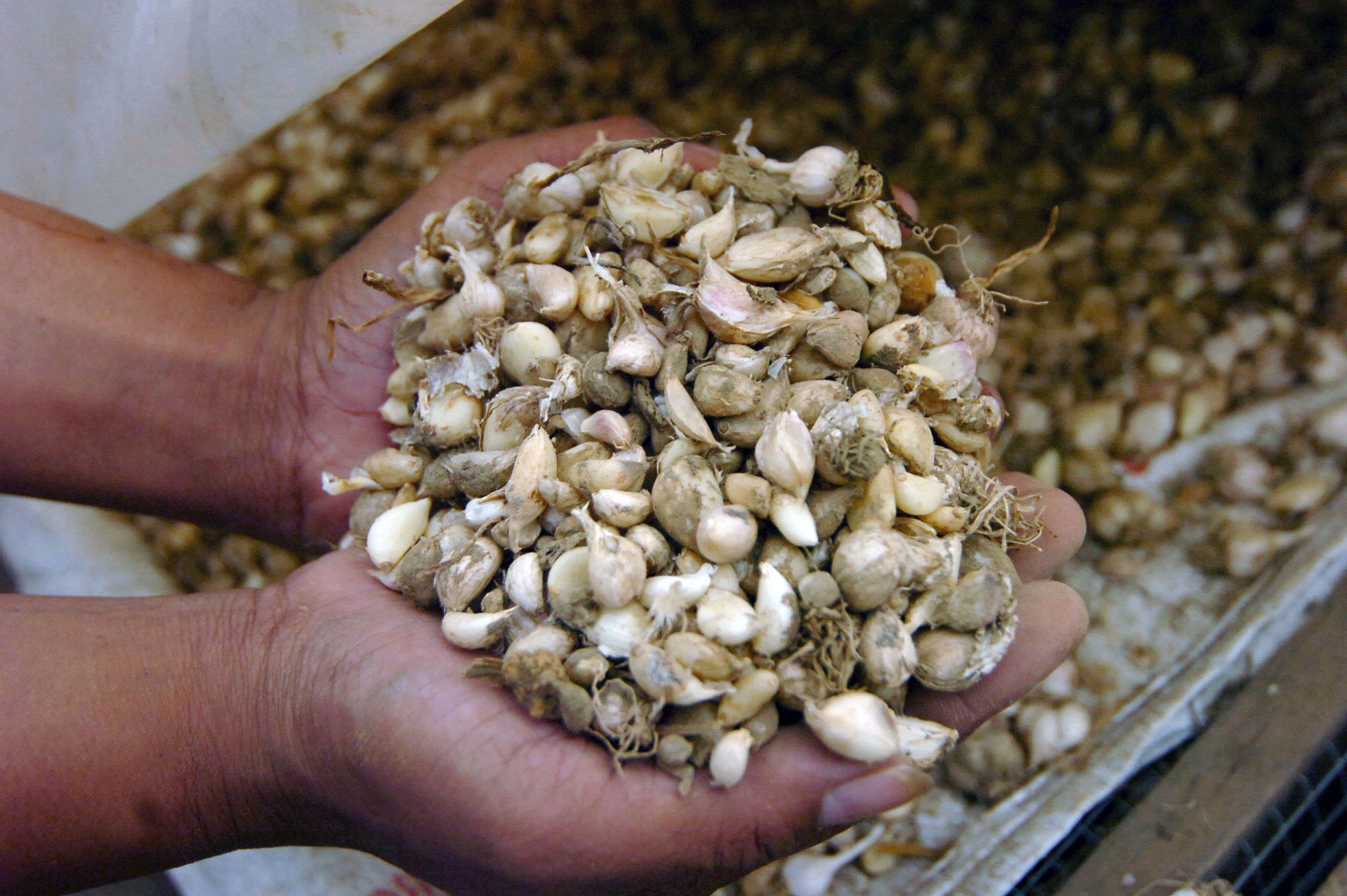 Seorang petani menunjukkan bawang putih di Desa Tuwel, Kabupaten Tegal, Jawa Tengah.