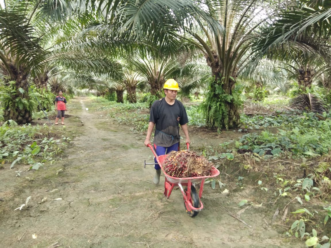 Petani mengumpulkan hasil panen kelapa sawit di lahan perkebunan Baras, Pasangkayu, Sulawesi Barat.