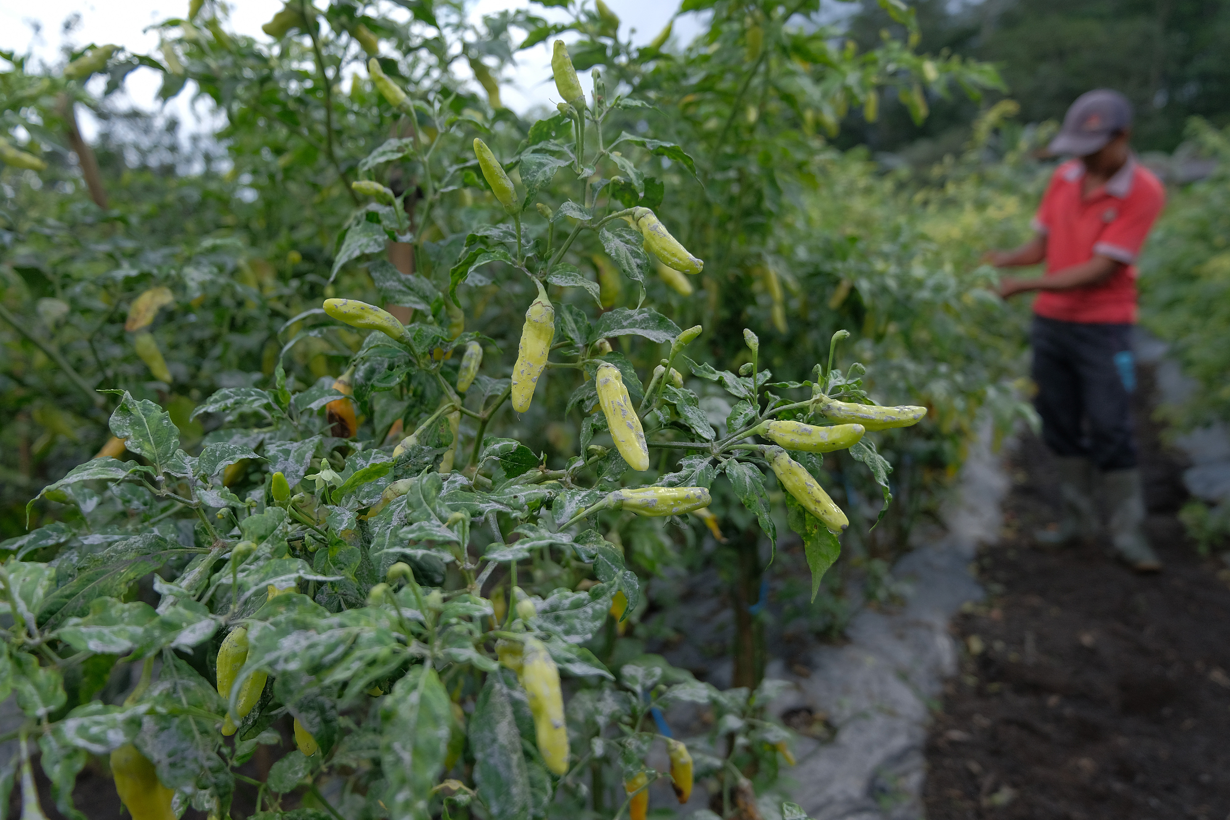 Erupsi Gunung Agung menyebabkan 53 desa diguyur hujan debu.