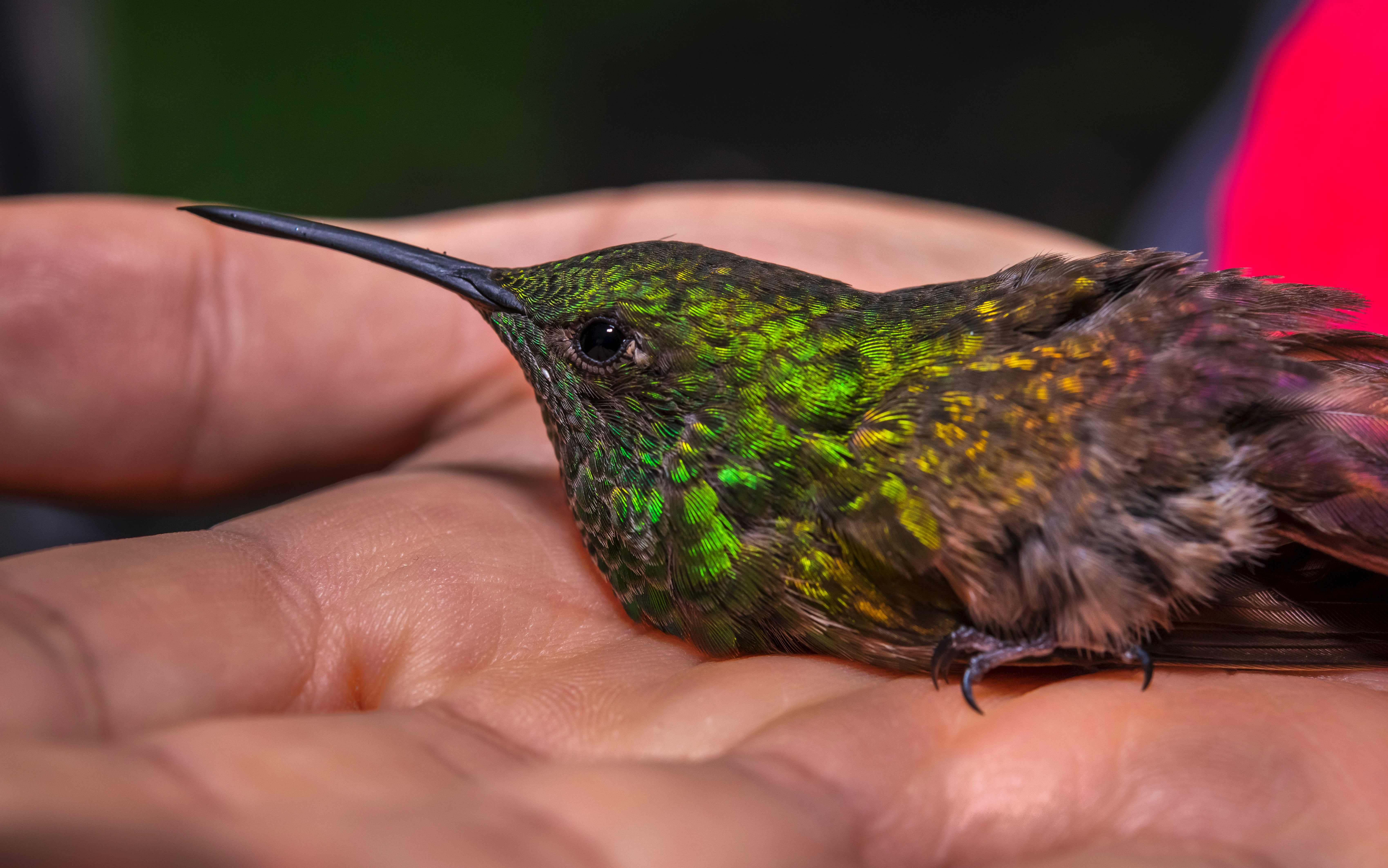 Spesies terancam punah.