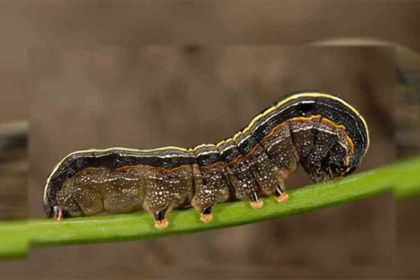 Hama Ulat Sasar Dairi dan Aceh