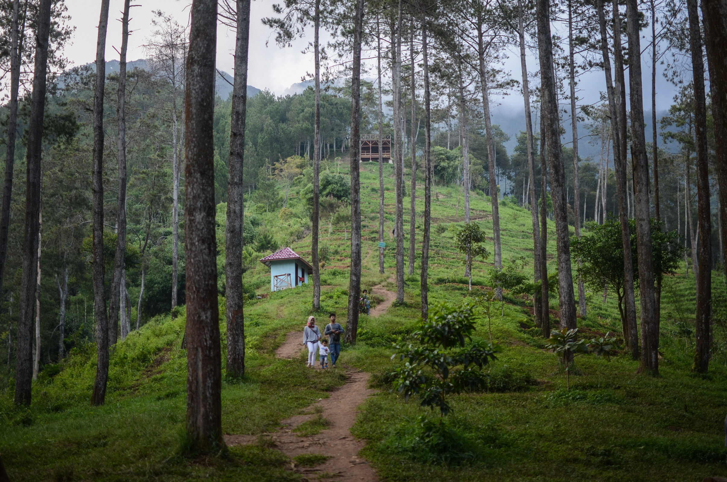 Wisatawan berjalan di hutan pinus di wisata alam Batu Kuda, Kabupaten Bandung, Jawa Barat, Minggu (12/5).