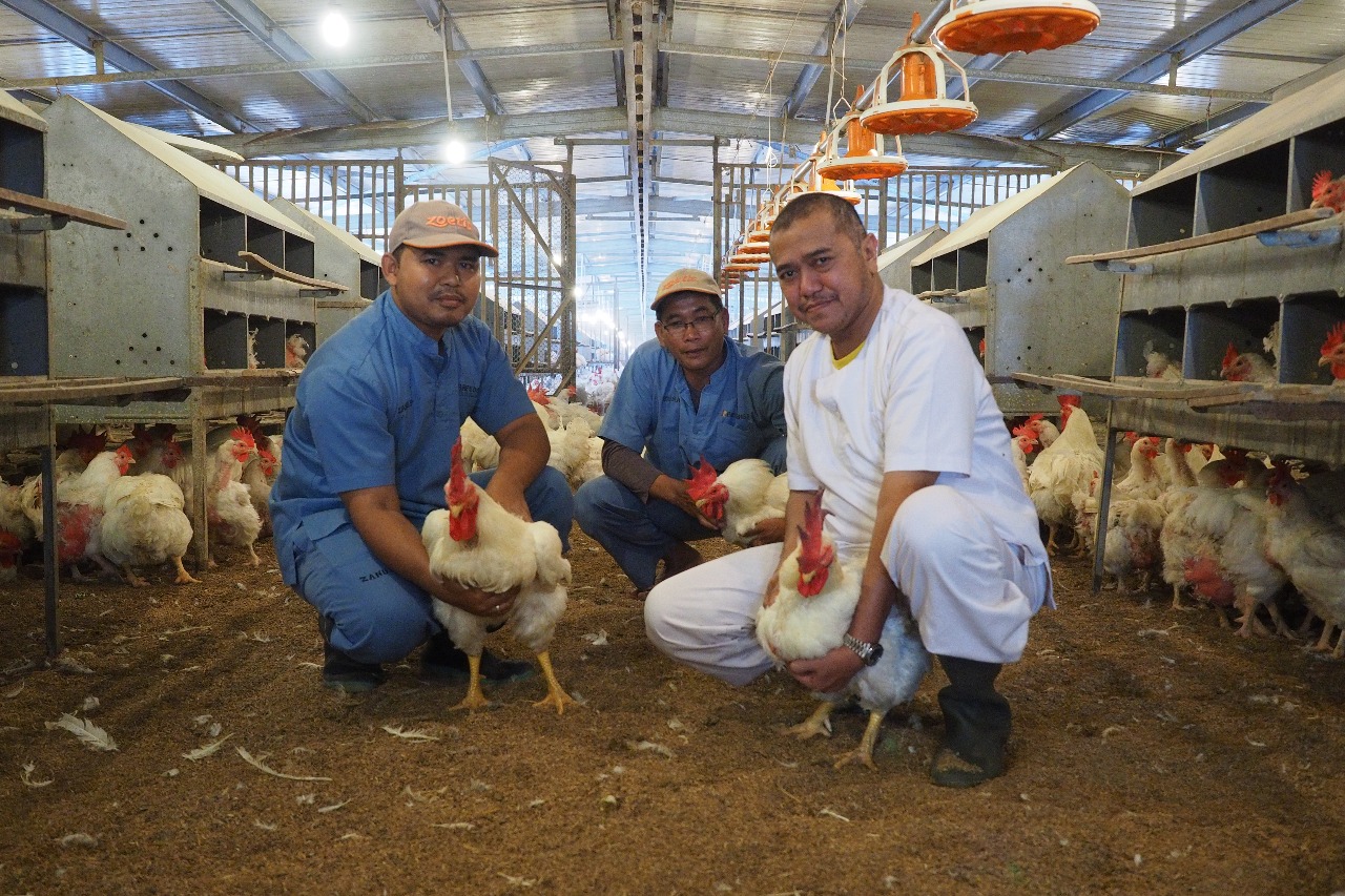 Singgih Januratmoko (kanan) sedang melakukan pemeliharaan berkala terhadap unggas-unggas di peternakannya, Yogyakarta.