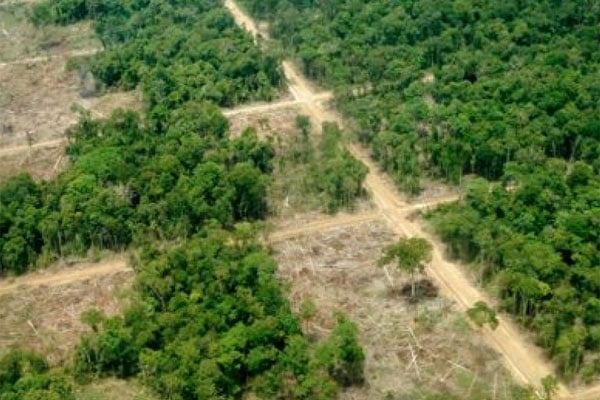 Deforestasi Hutan di Papua