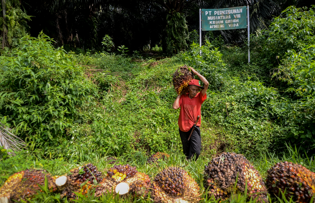 Seorang buruh tani memanen kelapa sawit di Perkebunan PTPN VII Kebun Gedeh, Kabupaten Cianjur, Jawa Barat, 3 Desember 2018. 