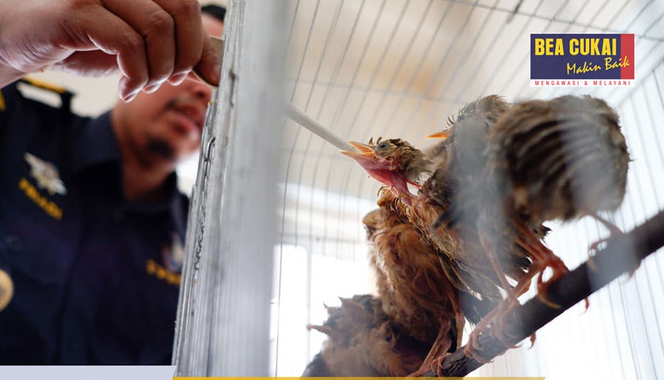 Bea Cukai Kualanamu gagalkan penyelundupan puluhan burung dan bibit tanaman.