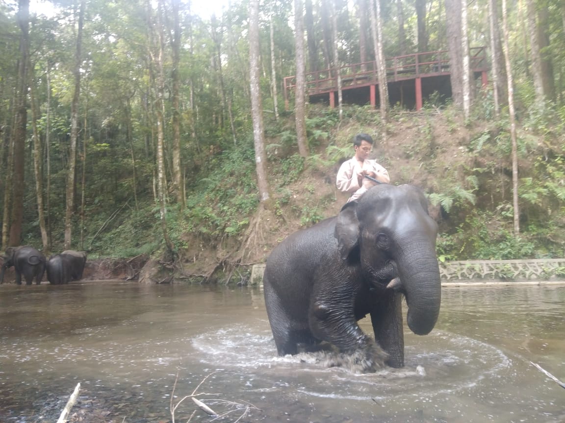 Pengunjung bisa ikut ngangon dan memandikan gajah