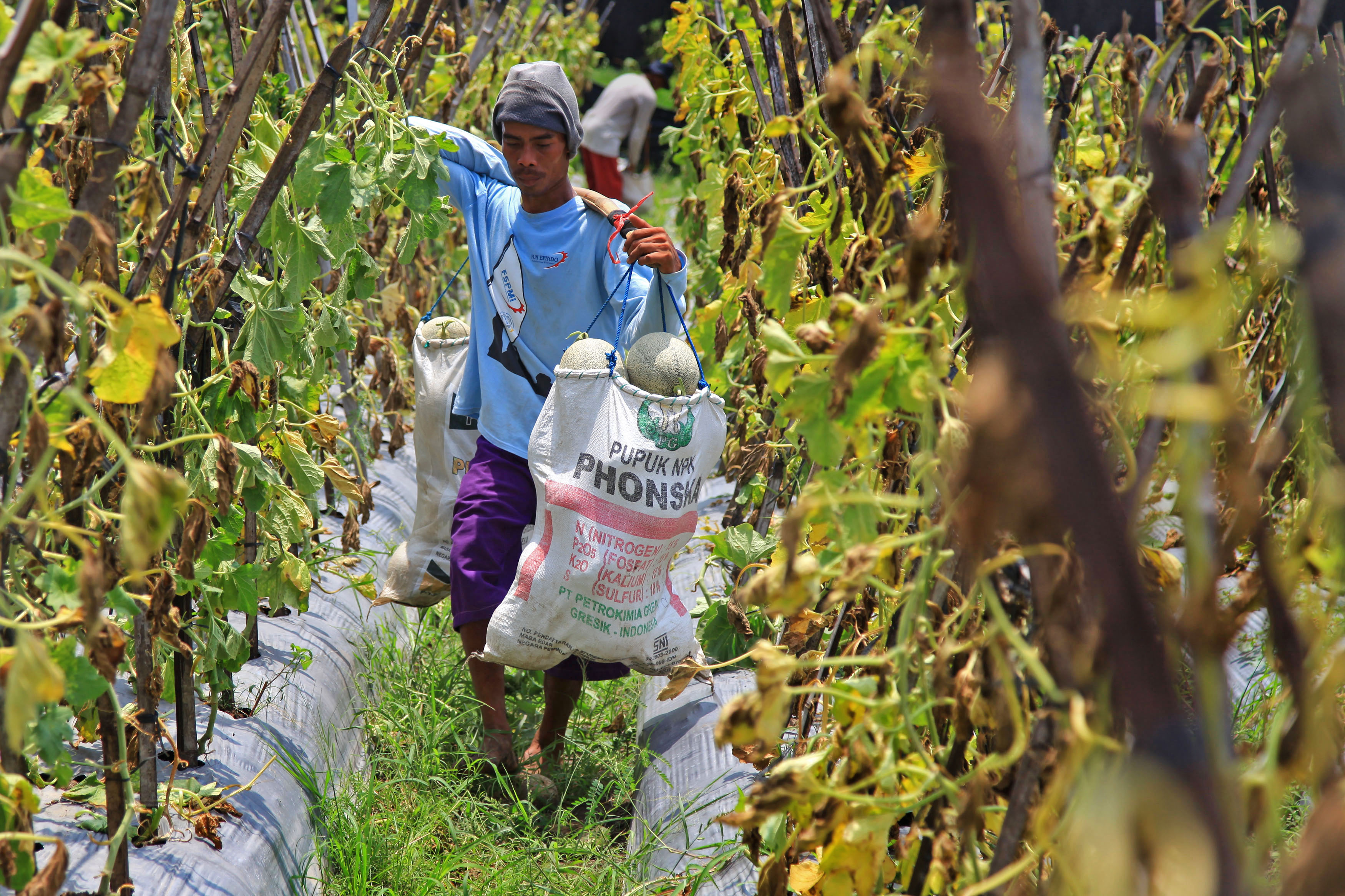  Petani memanen melon oranye di lahan pertanian 