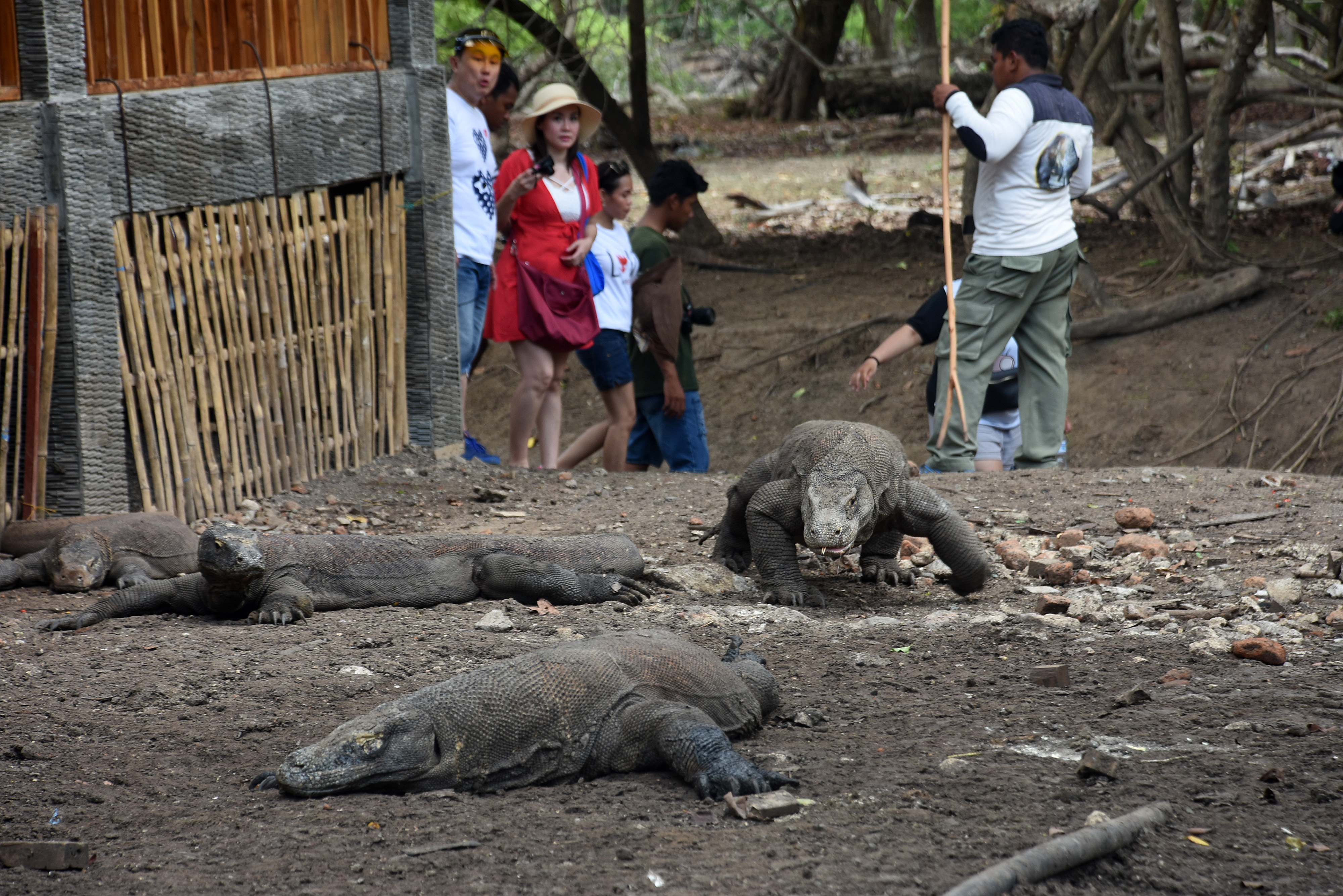 Pengunjung menyaksikan sejumlah komodo di Pulau Rinca, Kawasan Taman Nasional Komodo, Nusa Tenggara Timur