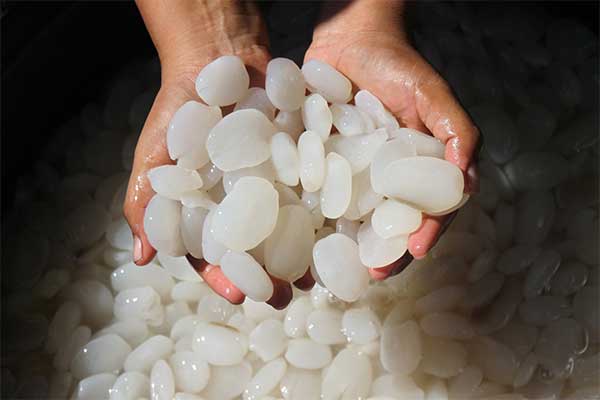 Pedagang memperlihatkan buah kolang kaling dagangannya