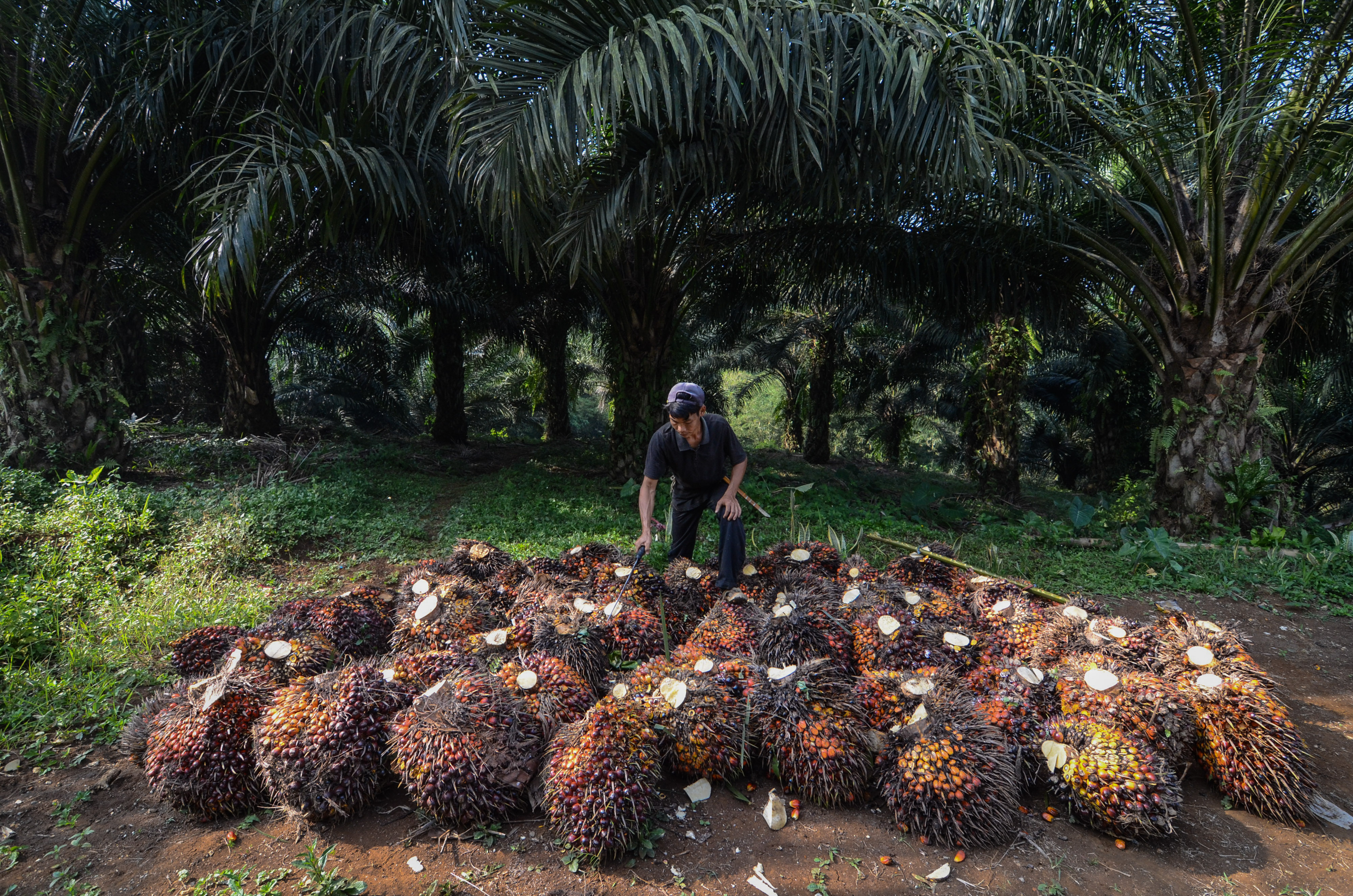 Buruh memanen kelapa sawit di Desa Sukasirna, Cibadak, Kabupaten Sukabumi, Jawa Barat,
