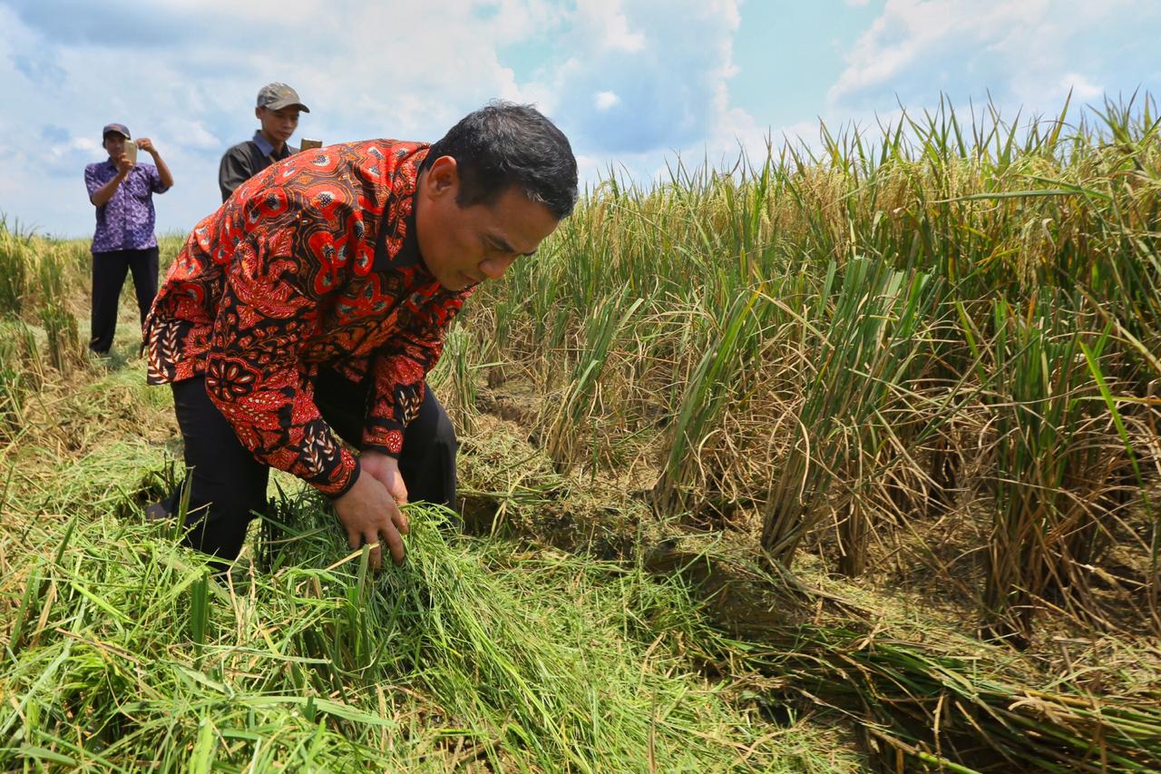 Menteri Pertanian (Mentan), Andi Amran Sulaiman.