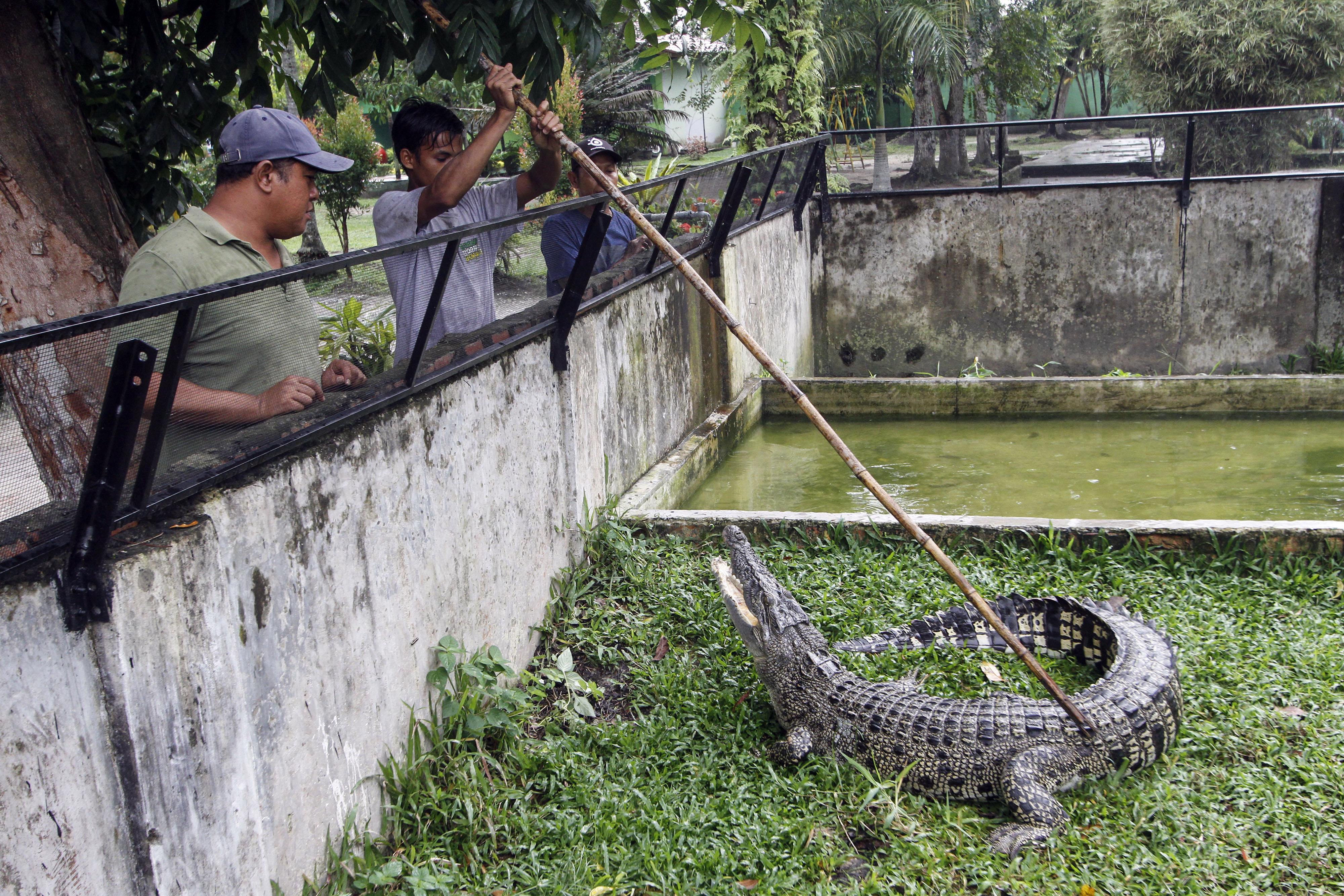 Sejumlah pekerja memasukan seekor buaya muara (Crocodylus porosus) yang baru dievakuasi di kebun bintang Kasang Kulim, Kabupaten Kampar