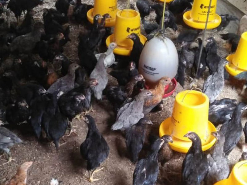 Peternak ayam kampung keluhkan penyakit unggas di musim pancaroba. 