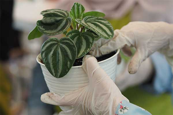 Ilustrasi -- Tanaman Hias