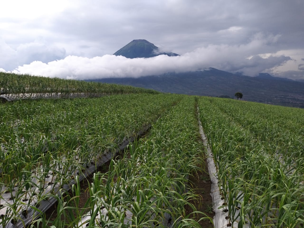 Pertanian Bawang Putih