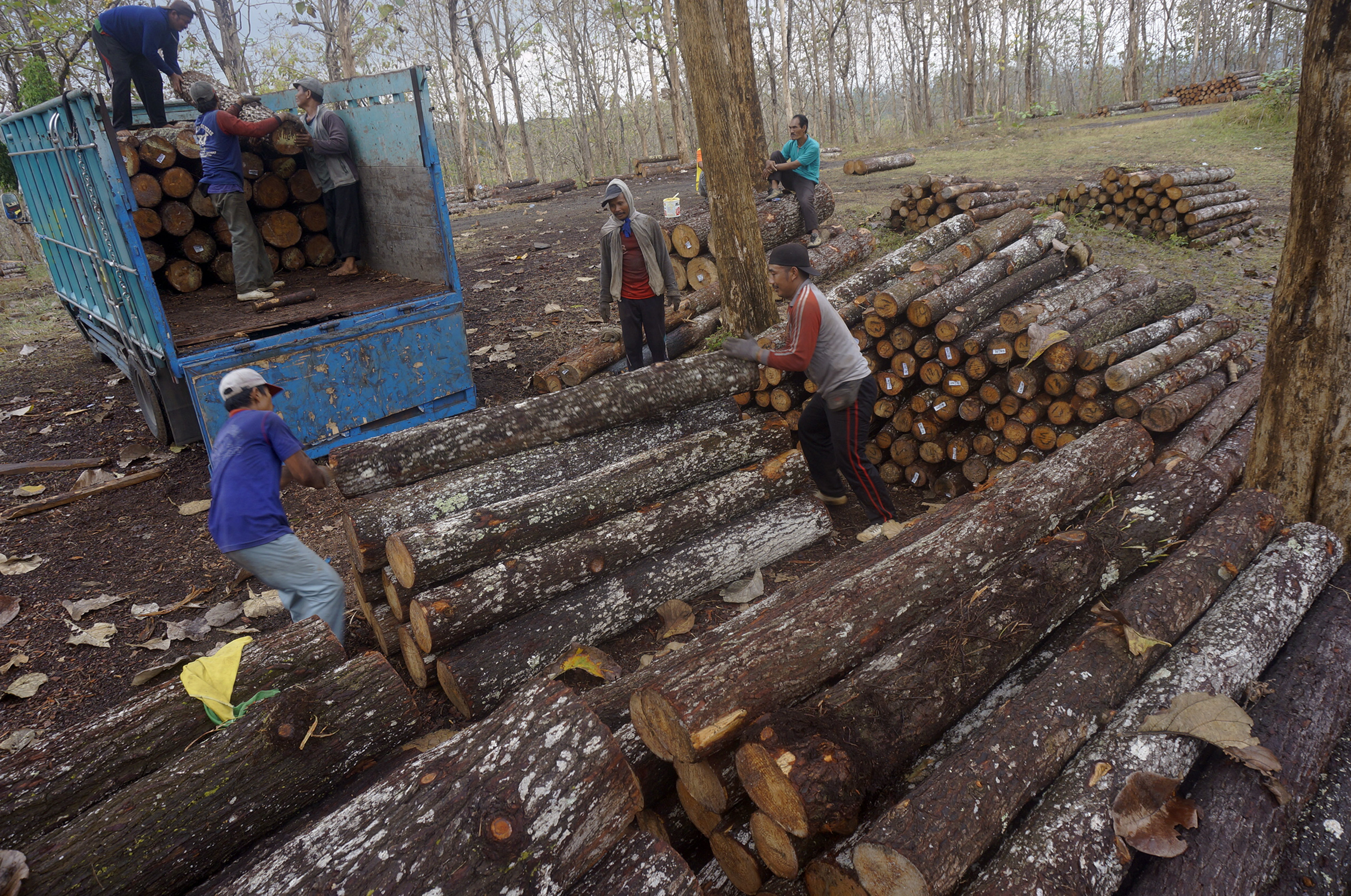 Pekerja menaikkan gelondongan kayu pinus hasil tebangan ke atas truk di Tempat Penimbunan Kayu (TPK) Perhutani di Pagerwojo,