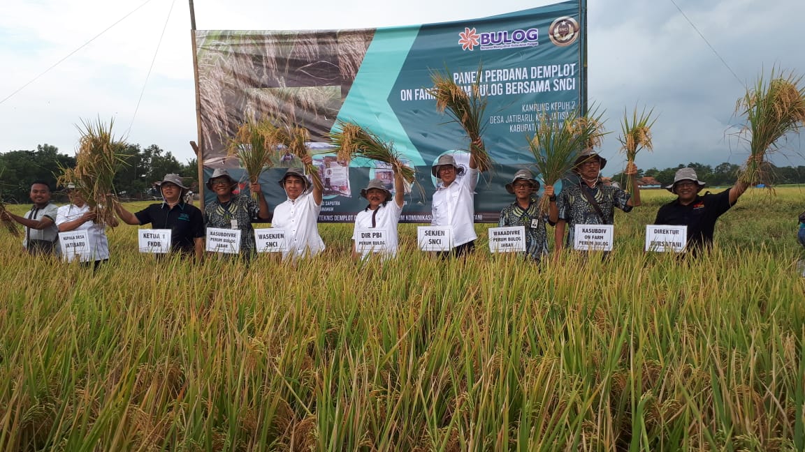 Panen dari hasil pupuk organik berbahan dasar batubara