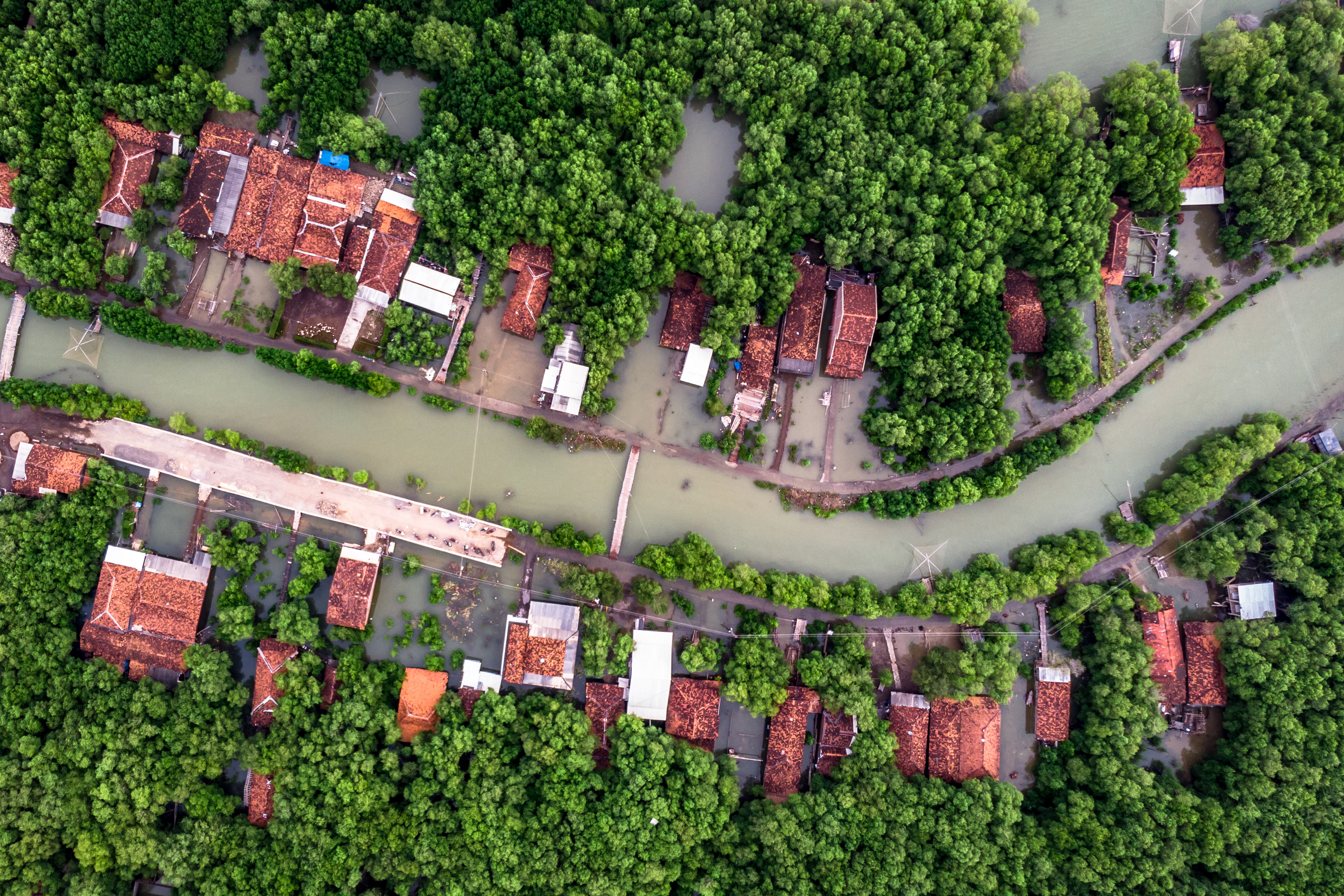 Jutaan Hektare Mangrove dalam Kondisi Kritis