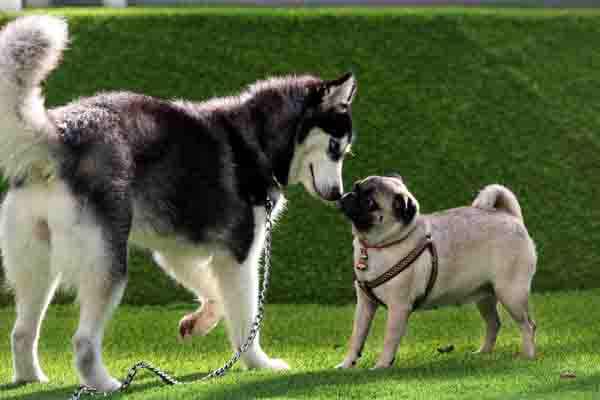 Arena taman bermain anjing PAWS Dog Dream Park di Gading Walk, Mal Kelapa Gading.