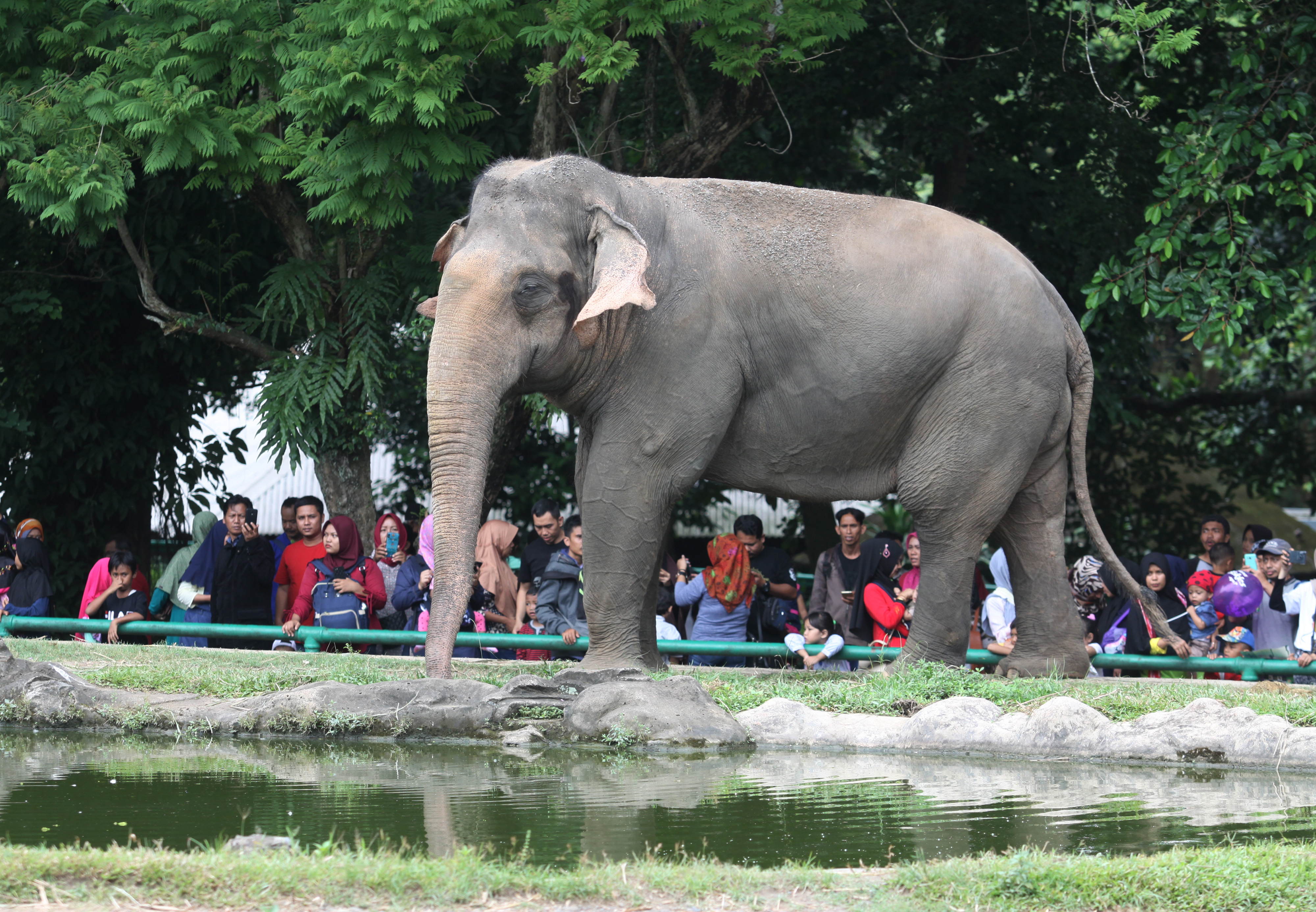Pengunjung menikmati suasana Kebun Binatang Ragunan, Jakarta