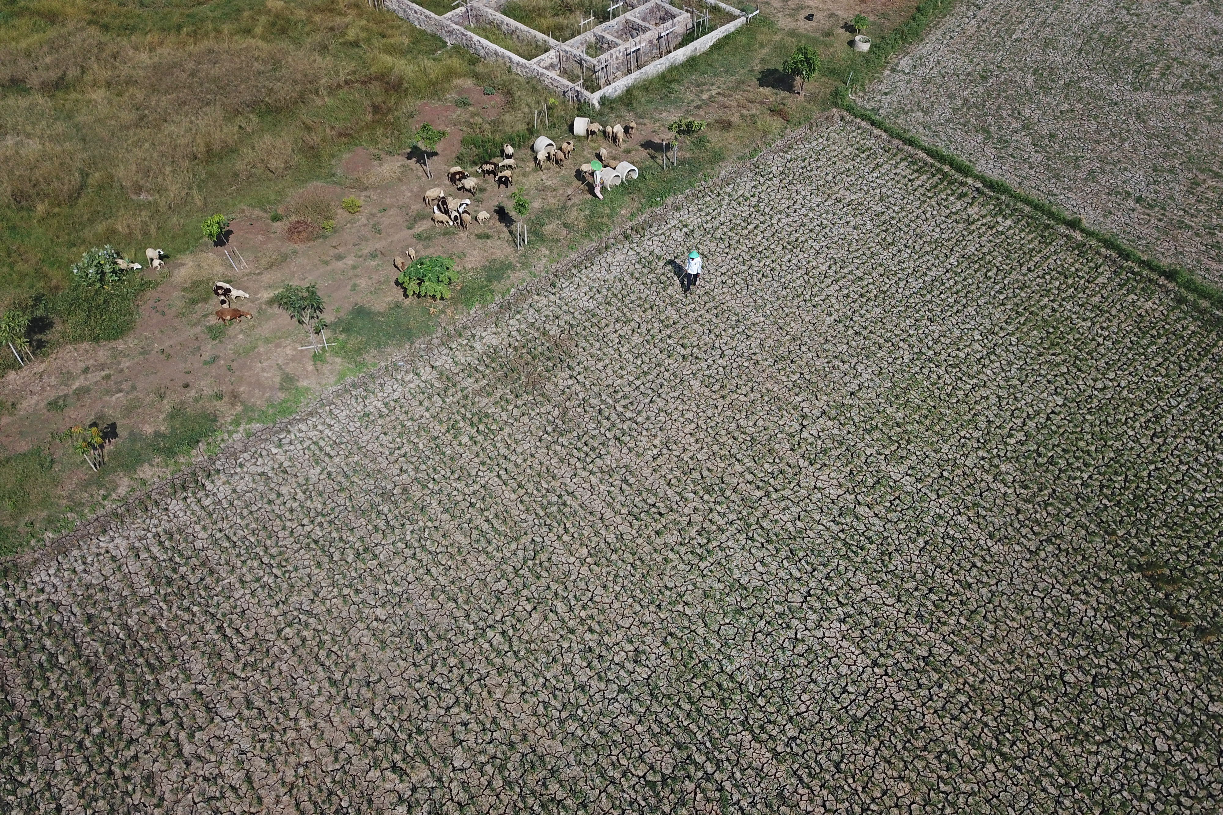 Warga menggembala kambing di sekitar areal sawah yang mengering