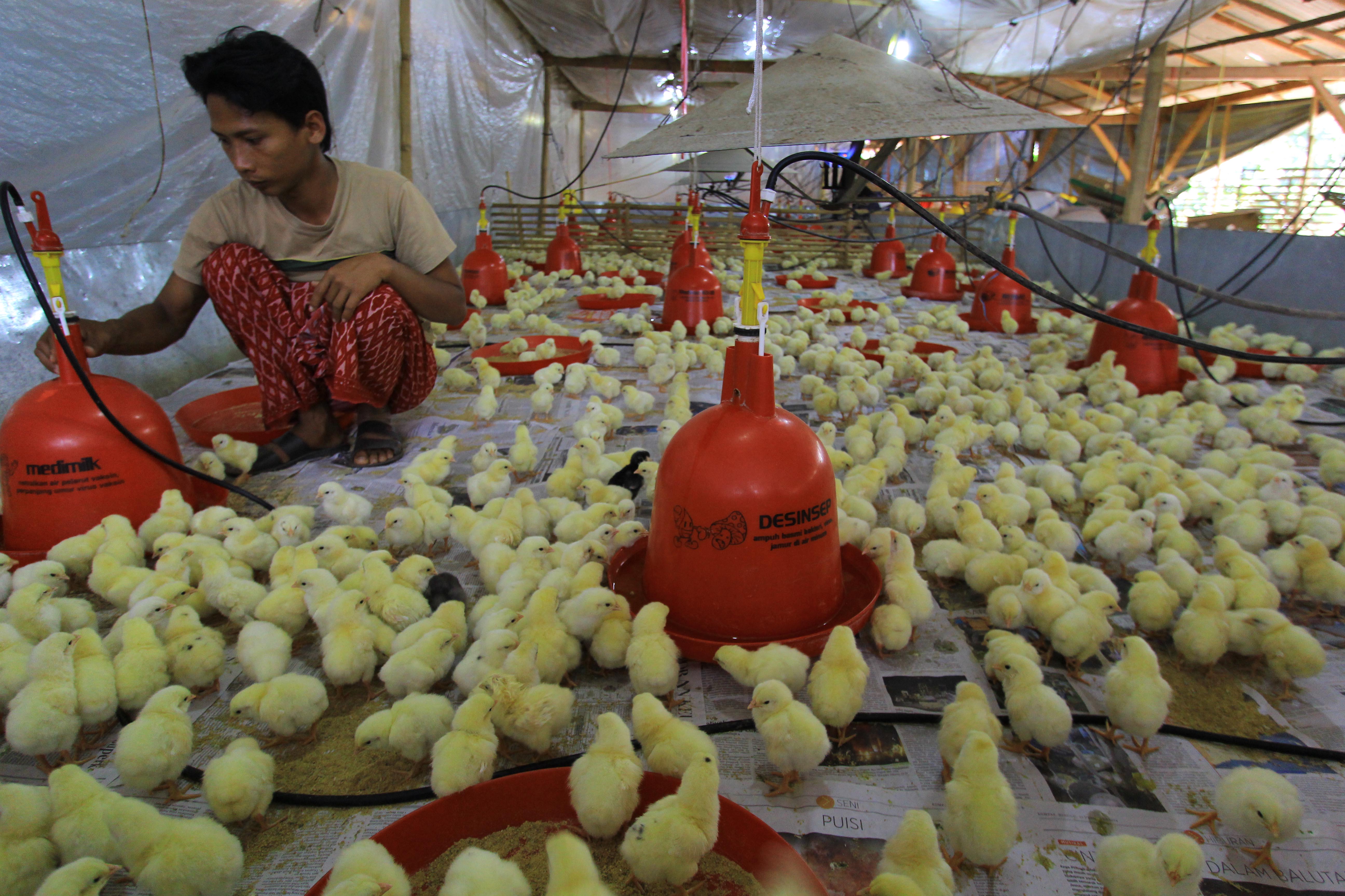 Peternak ayam di Banyuwangi, Jawa Timur.