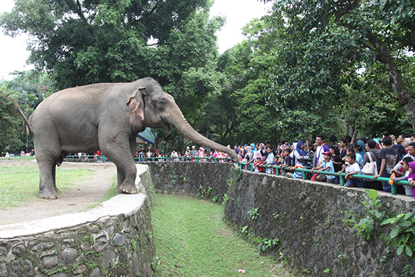 Pengunjung menikmati suasana Kebun Binatang Ragunan, Jakarta