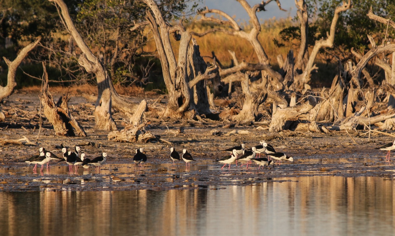 Kumpulan burung migrasi Gagang Bayam Timur atau Himantopus Leucocephalus atau White Headed Stilt yang sedang mencari makan.