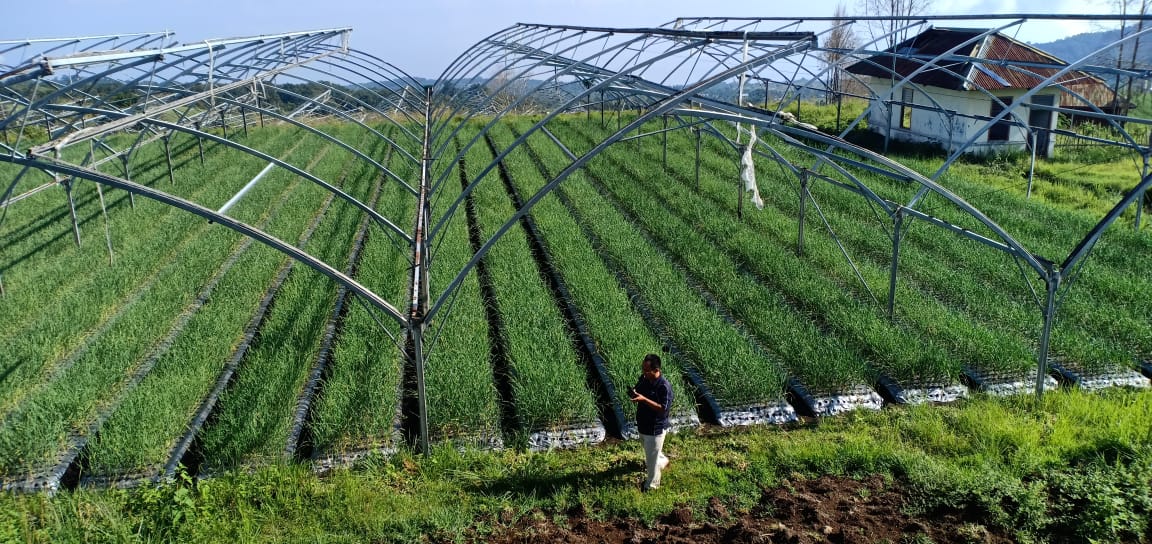 Pemerintah mewajibkan para importir bawang putih wajib tanam bawang putih 5%. Namun masih banyak importir bawang tidak melaksanakannya. 