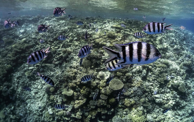 Ilustrasi ikan-ikan kecil yang hidup di terumbu karang. Mereka berfungsi menutrisi ekosistem terumbu karang.