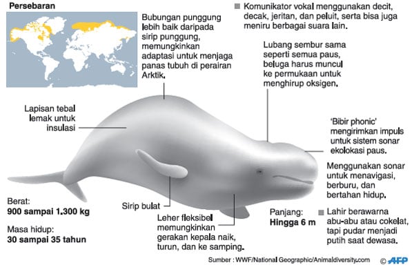 Paus Beluga