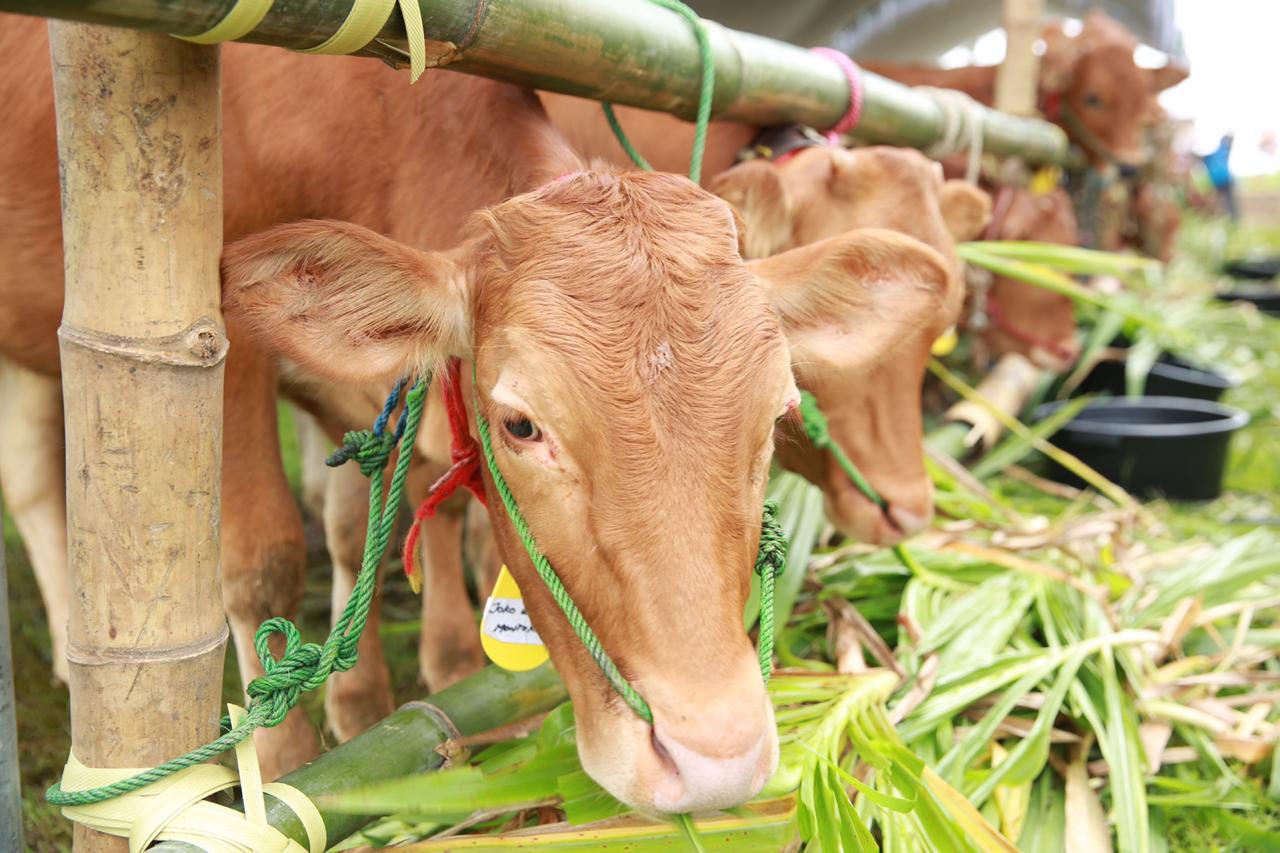 Program Upaya Khusus Sapi Indukan Wajib Bunting dikembangkan Kementerian Pertanian untuk memenuhi kebutuhan daging secara nasional.