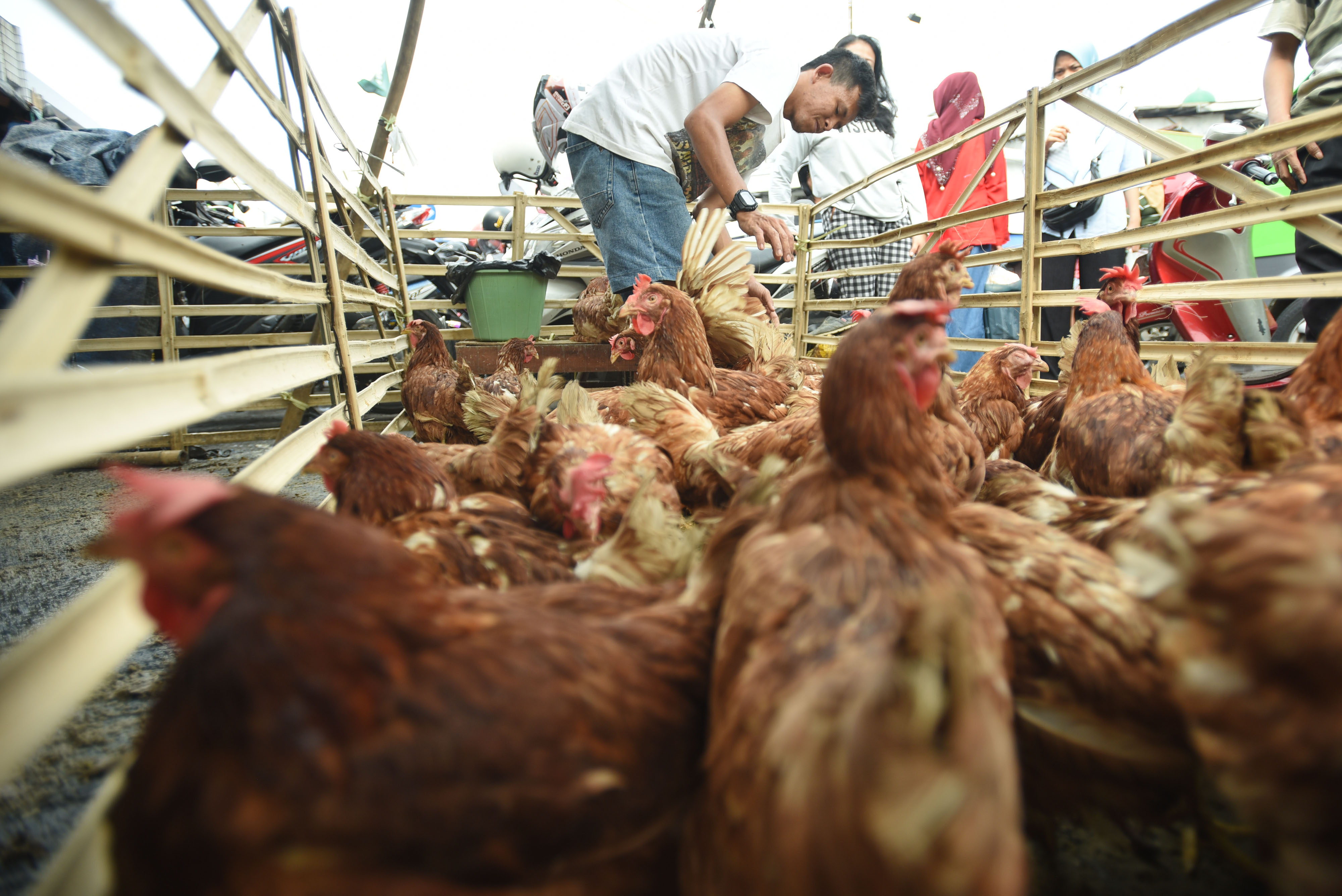 Pedagang memilih ayam yang akan dibeli pelangganya di Cibogor, Bogor, Jawa Barat