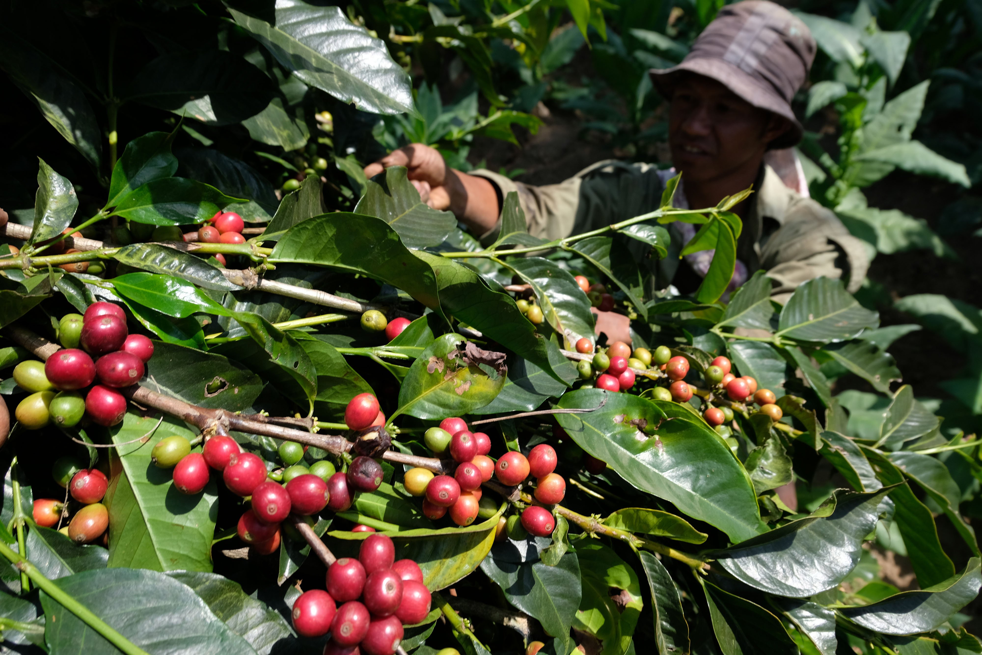 Petani memanen kopi Arabika di perladangan kawasan lereng Gunung Sindoro, Desa Tlahab, Kledung, Temanggung, Jawa Tengah.