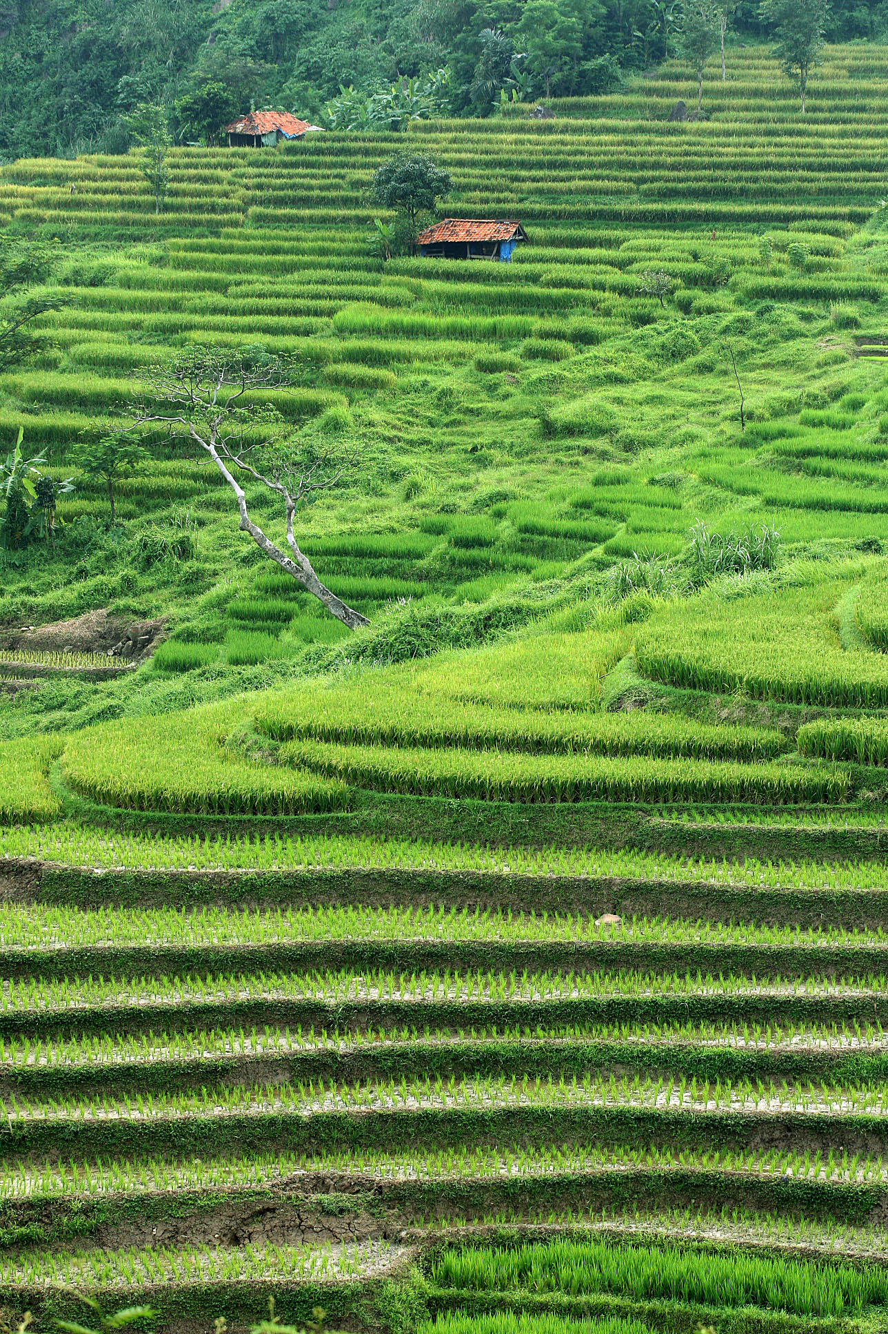 Area persawahan yang dibentuk terasering di Purwakarta
