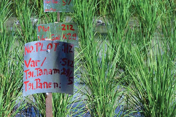 Tim Institut Teknologi Sepuluh Nopember dan Yayasan Eka Khatulistiwa menguji salinitas terhadap beberapa varietas padi di Pamekasan