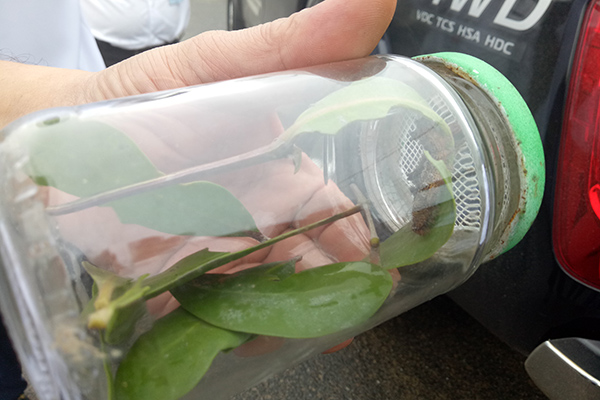 Ulat bulu yang menyerang warga pesisir di Pangkalpinang