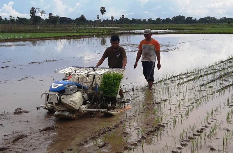 Petani menggunakan rice transplanter di Desa Kebondalem Lor, Kecamatan Prambanan, Kabupaten Klaten, Jawa Tengah.