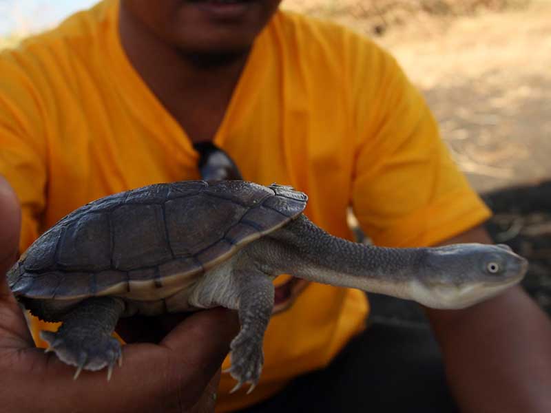 Seorang petugas BKSDA memperlihatkan Kura-kura Rote (Chelodina mccordi) sebelum dilepas di Danau Peto
