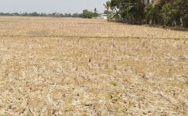 Dinas Pertanian Kabupaten Karawang menyatakan areal sawah yang tersebar di enam kecamatan rawan kekeringan pada musim kemarau