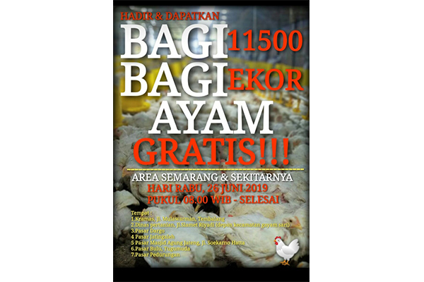 Brosus bagi-bagi 11.500 Ekor Ayam Gratis