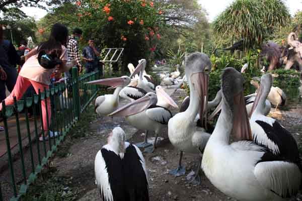 Warga melihat burung Pelikan di Taman Margasatwa Ragunan (TMR)