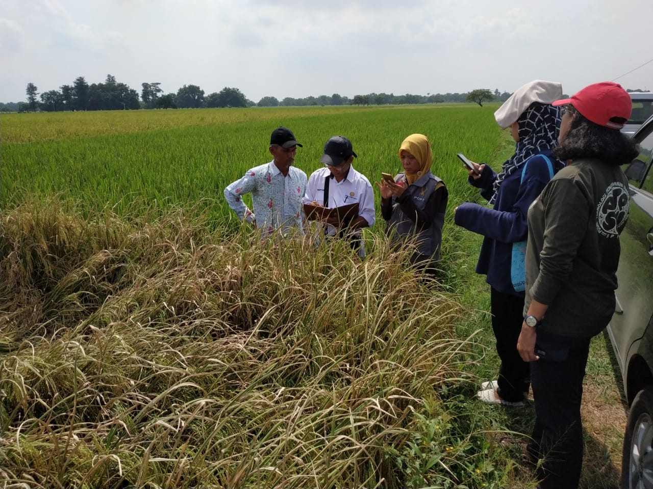 Proses penghitungan luas panen tanaman padi dengan  metodologi kerangka sampel area padi buatan BPPT bekerja sama dengan BPS. 