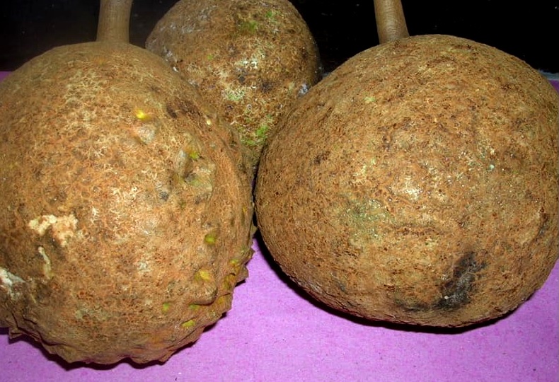 Si Gundul, Satu-satunya Durian tanpa duri di Dunia. Berasal dari Lereng Rinjani, NTB