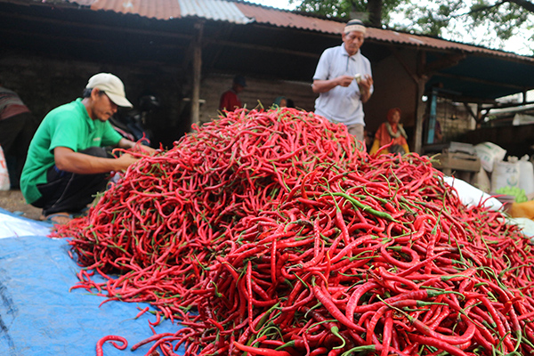 Cabai Merah