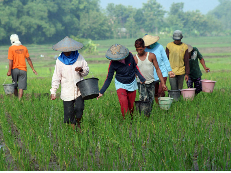 Para petani sedang memupuk tanaman padi.