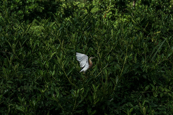 Mangrove untuk Mitigasi Perubahan Iklim
