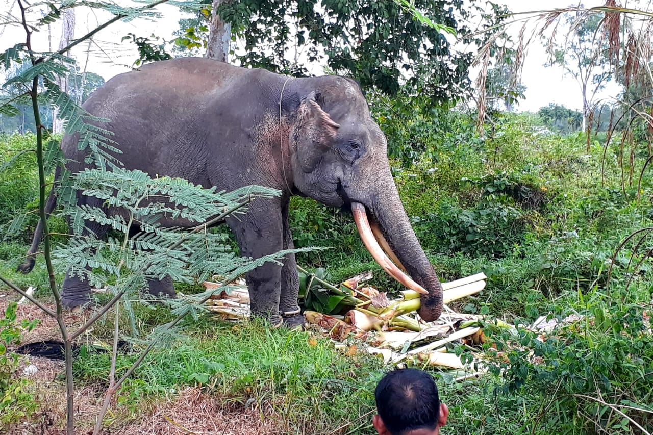 Petugas masih Kesulitan Halau Gajah Liar Kembali ke TN Tesso Nilo.