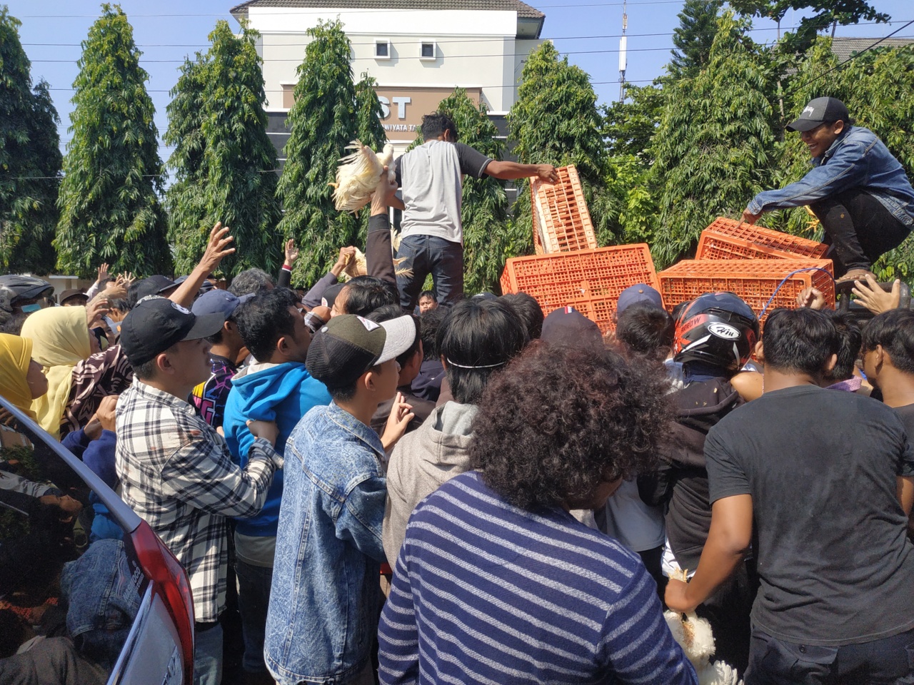Warga berebut pembagian ayam gratis di DIY, Rabu 26/6).